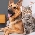 Pets